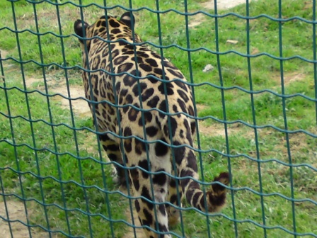 Jaguar σε STILPLAX στο Αττικό Ζωολογικό Πάρκο