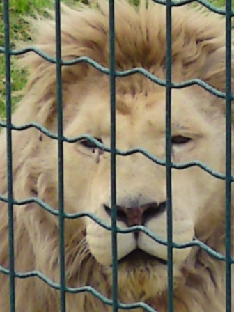 Λευκό Λιοντάρι σε κλουβί από STILPLAX